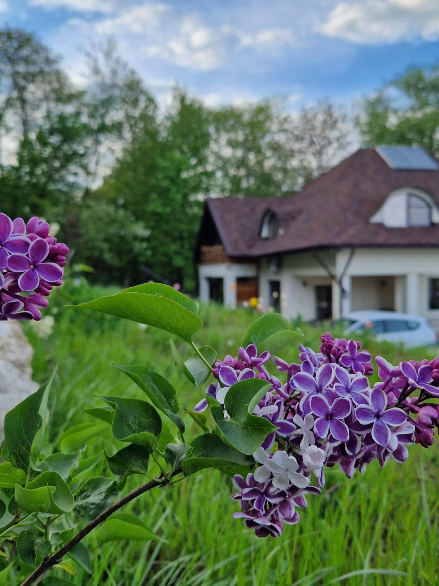 Provence Suceava Hotel Exterior foto
