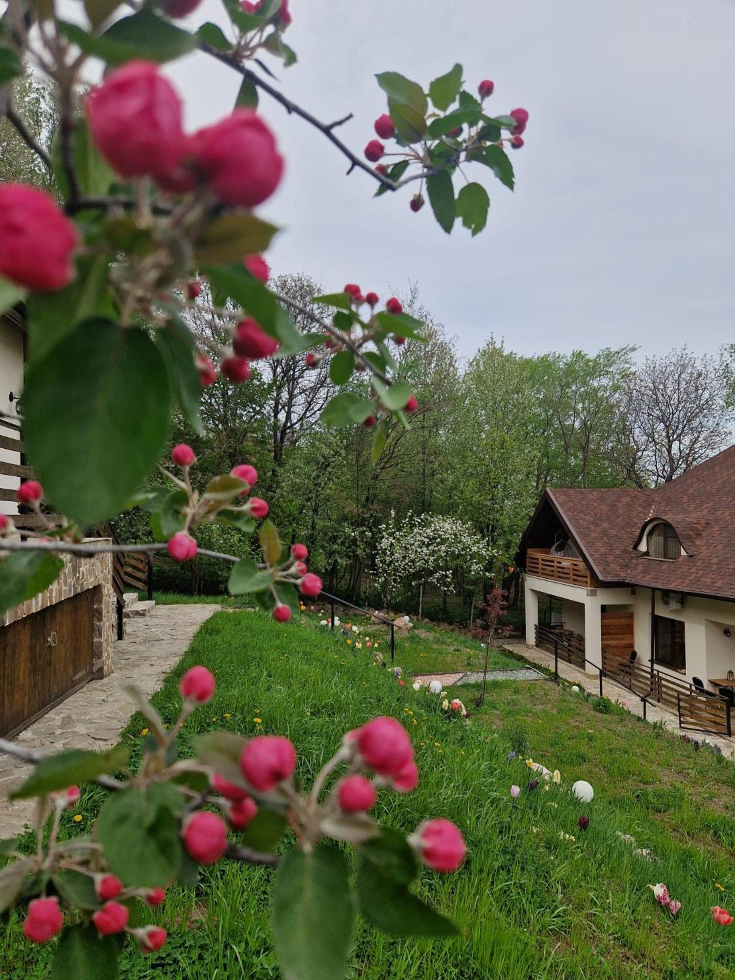 Provence Suceava Hotel Exterior foto